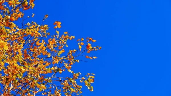 Trädgrenar Med Gula Blad Hösten — Stockfoto