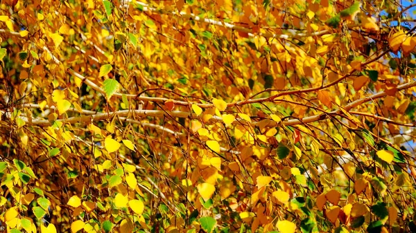 Větve Stromů Žluté Listí Podzim — Stock fotografie