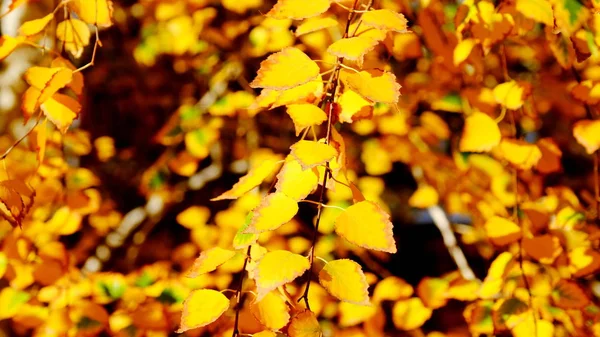 Branches Arbres Aux Feuilles Jaunes Automne — Photo