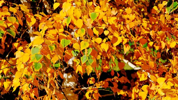 Äste Mit Gelben Blättern Herbst — Stockfoto