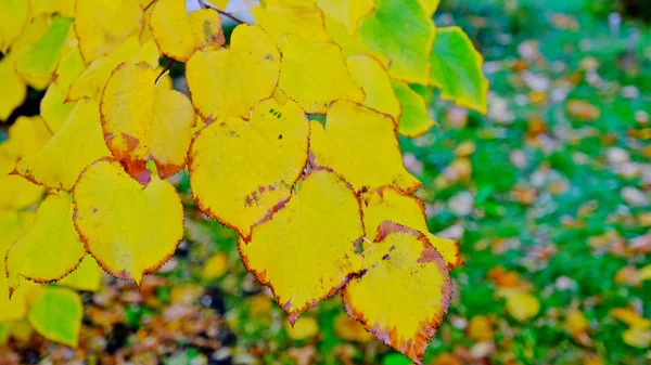秋黄叶树枝 — 图库照片