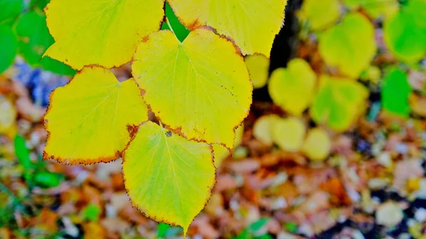 Ağaç Dalları Sonbaharın Sarı Yaprakları Ile — Stok fotoğraf