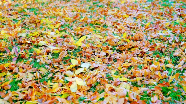 Fallen Leaves Trees Ground Autumn — Stock Photo, Image