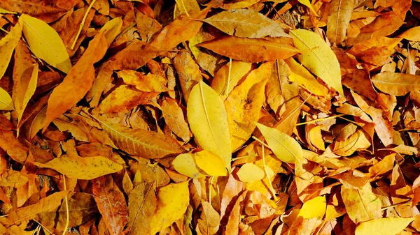 Hojas Caídas Árboles Suelo Otoño — Foto de Stock