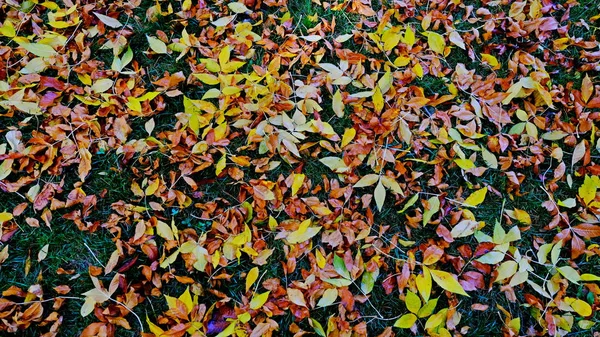 Foglie Cadute Alberi Terra Autunno — Foto Stock