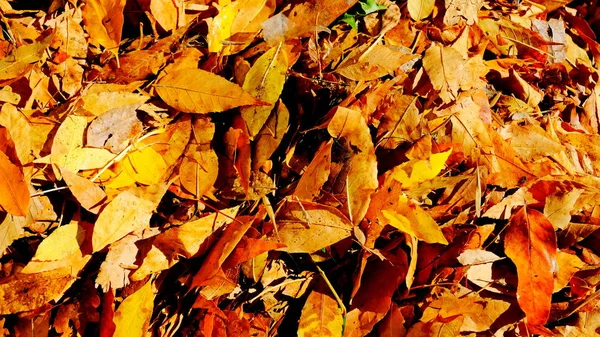 Foglie Cadute Alberi Terra Autunno — Foto Stock