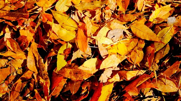 Πεσμένα Φύλλα Δέντρων Στο Έδαφος Φθινόπωρο — Φωτογραφία Αρχείου