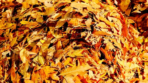 Πεσμένα Φύλλα Δέντρων Στο Έδαφος Φθινόπωρο — Φωτογραφία Αρχείου