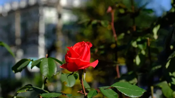 Rosenbüsche Einem Stadtpark Floraler Hintergrund Für Design — Stockfoto