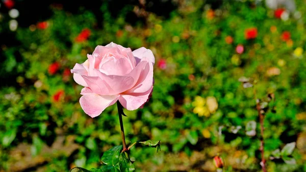 Кусты Роз Городском Парке Цветочный Фон Дизайна — стоковое фото