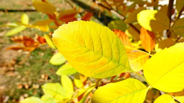 Gelbe Blätter Der Pflanzen Oktober Herbst Hintergrund Für Den Designer — Stockfoto