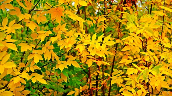 Hojas Amarillas Plantas Octubre Fondo Otoño Para Diseñador Colores Del — Foto de Stock