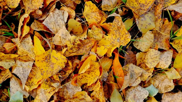 Gula Blad Växter Oktober Höstens Bakgrund För Formgivaren Höstens Färger — Stockfoto