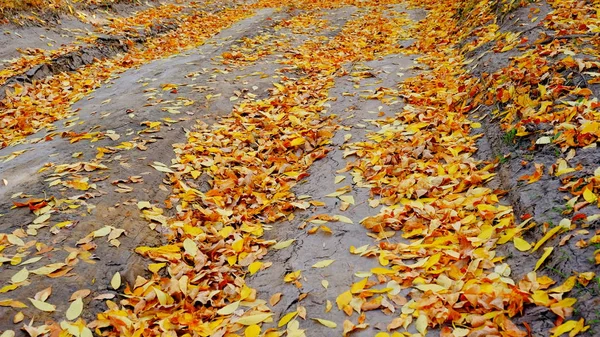 Żółte Liście Roślin Październiku Jesienne Tło Dla Projektanta Kolory Jesieni — Zdjęcie stockowe
