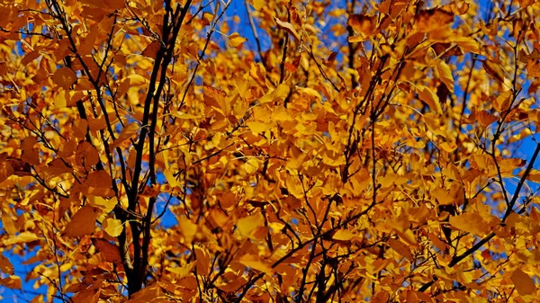 Ekim Ayında Sarı Bitki Yaprakları Tasarımcı Için Sonbahar Arka Planı — Stok fotoğraf