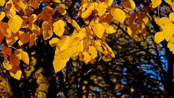 Feuilles Jaunes Plantes Octobre Fond Automne Pour Designer Couleurs Automne — Photo