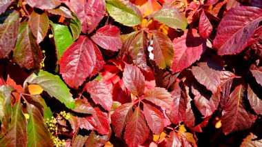 Sonbaharda bir çalılığın yaprakları. Tasarımcı için sonbahar arka planı. Sonbaharın renkleri