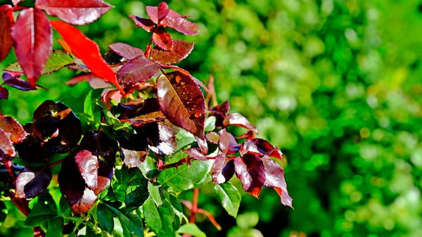 Las Hojas Del Arbusto Otoño Fondo Otoño Para Diseñador Colores — Foto de Stock