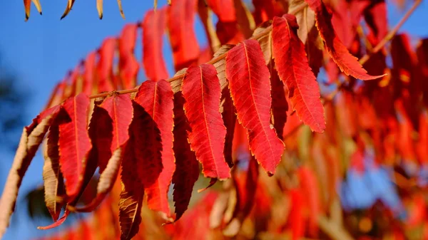 Listy Keře Podzim Podzimní Pozadí Pro Návrháře Barvy Podzimu — Stock fotografie