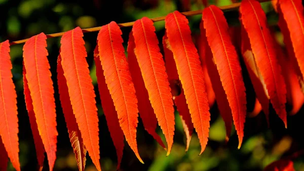 Листья Куста Осенью Осенний Фон Дизайнера Цвета Осени — стоковое фото