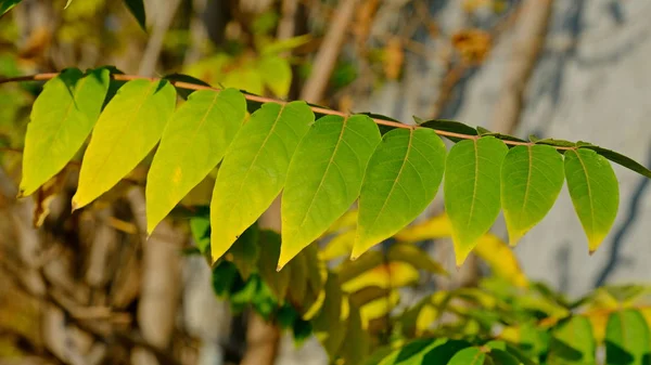 Bladeren Van Een Struik Herfst Herfst Achtergrond Voor Ontwerper Kleuren — Stockfoto