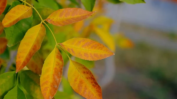 Blätter Eines Busches Herbst Herbst Hintergrund Für Den Designer Farben — Stockfoto