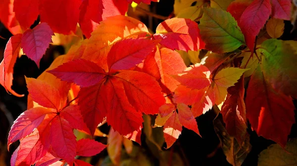 Las Hojas Del Arbusto Otoño Fondo Otoño Para Diseñador Colores — Foto de Stock