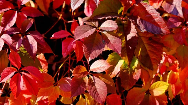 Listy Keře Podzim Podzimní Pozadí Pro Návrháře Barvy Podzimu — Stock fotografie