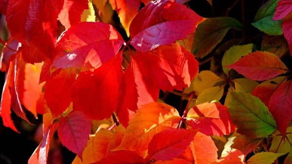 Las Hojas Del Arbusto Otoño Fondo Otoño Para Diseñador Colores — Foto de Stock