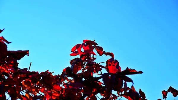 Αφήνει Ένα Θάμνο Φθινόπωρο Φθινοπωρινό Φόντο Για Τον Σχεδιαστή Χρώματα — Φωτογραφία Αρχείου