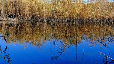 Sazlık çalıları. Tebeşir. Suda yansıma. Tasarımcı için sonbahar arka planı. Volga Nehri Deltası. Rusya