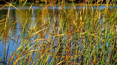 Sazlık çalıları. Tebeşir. Suda yansıma. Tasarımcı için sonbahar arka planı. Volga Nehri Deltası. Rusya