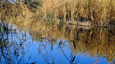 Sazlık çalıları. Tebeşir. Suda yansıma. Tasarımcı için sonbahar arka planı. Volga Nehri Deltası. Rusya