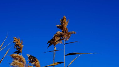 Sazlık çalıları. Tebeşir. Suda yansıma. Tasarımcı için sonbahar arka planı. Volga Nehri Deltası. Rusya
