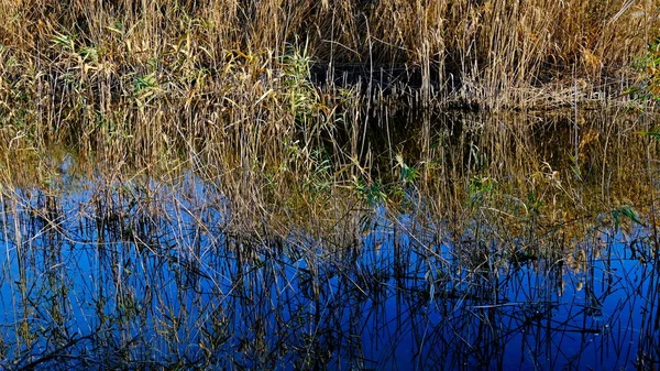 Цвіркуни Очерету Палиця Відбиття Воді Осінній Фон Дизайнера Дельта Волги — стокове фото