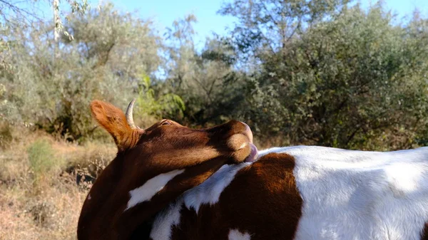 Vaca Ganado Rusia Retrato Una Mascota Los Animales Pastan — Foto de Stock