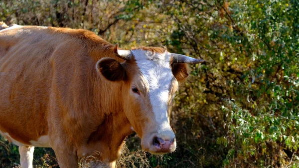 Vache Bovins Russie Portrait Animal Compagnie Les Animaux Paissent — Photo