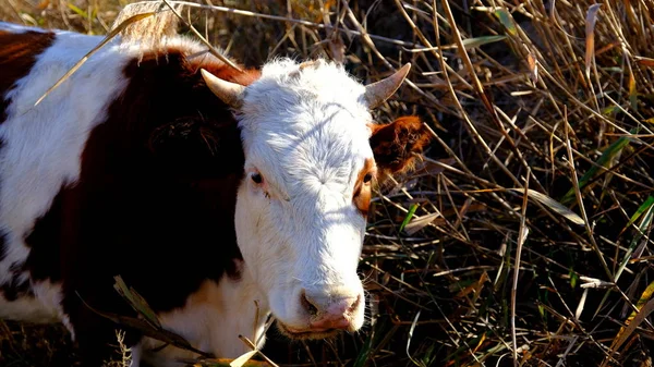 Vaca Ganado Rusia Retrato Una Mascota Los Animales Pastan — Foto de Stock