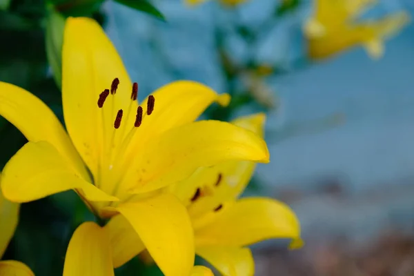 Şehir Parkındaki Zambaklar Web Tasarımı Için Odaklanmış Çiçek Arkaplanı — Stok fotoğraf