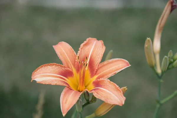 Şehir Parkındaki Zambaklar Web Tasarımı Için Odaklanmış Çiçek Arkaplanı — Stok fotoğraf