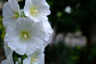 Web tasarımı için odaklanmış çiçek arkaplanı. Şehir parkında parlak çiçekler.