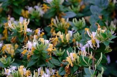 Web tasarımı için odaklanmış çiçek arkaplanı. Şehir parkında parlak çiçekler.