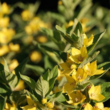 Web tasarımı için odaklanmış çiçek arkaplanı. Şehir parkında parlak çiçekler.