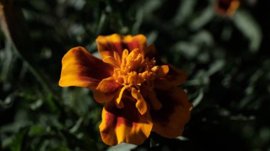 Web tasarımı için odaklanmış çiçek arkaplanı. Şehir parkında parlak çiçekler.