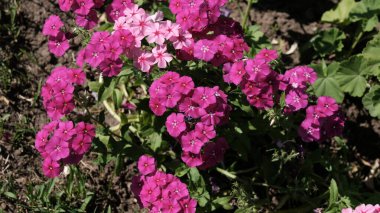 Web tasarımı için odaklanmış çiçek arkaplanı. Şehir parkında parlak çiçekler.