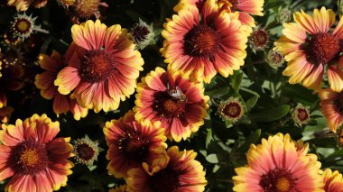 Web tasarımı için odaklanmış çiçek arkaplanı. Şehir parkında parlak çiçekler.