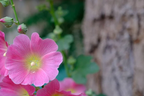 Defocused Bloemen Achtergrond Voor Web Design Bright Bloemen Een Stadspark — Stockfoto