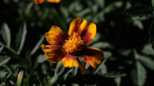 ウェブデザインのための花の背景を強調しました 都市公園の明るい花 — ストック写真