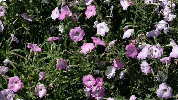 Fond Floral Déconcentré Pour Web Design Bright Fleurs Dans Parc — Photo