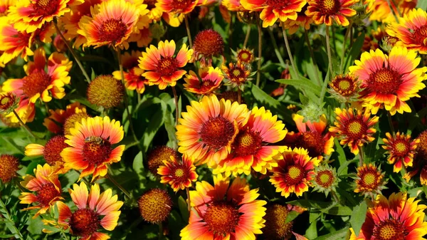 Defocused Floral Background Web Design Bright Flowers City Park — Stock Photo, Image